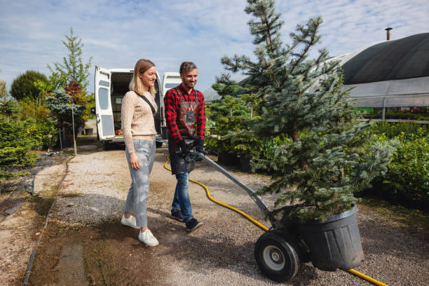 Reliable Bennington, NE Tree Services Solutions